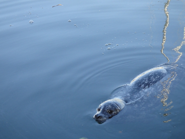 A seal comes into Fisherman's Wharf
